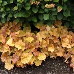 Northern Exposure™ Amber Coral Bells -High country gradens credit terra nova nurseries heuchera northern exposure amber 4