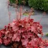 Northern Exposure™ Red Coral Bells -High country gradens credit terra nova nurseries heuchera northern exposure red 1