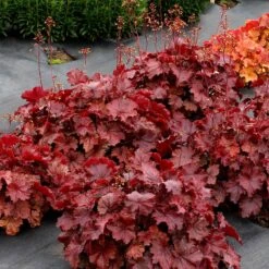 Northern Exposure™ Red Coral Bells 7 Northern Exposure™ Red Coral Bells -High country gradens credit terra nova nurseries heuchera northern exposure red 3