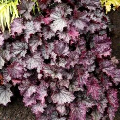 Dry Shade Groundcover Collection -High country gradens credit terra nova purple coral bells