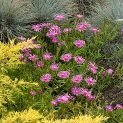 Cooper's Hardy Ice Plant -High country gradens credit walters gardens delosperma cooperi 1