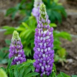 Mini Galleryâ„¢ Blue Bicolor Lupine