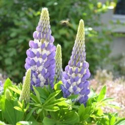 Mini Gallery™ Blue Bicolor Lupine -High country gradens credit walters gardens mini gallery blue lupine 3