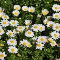 Alternative Lawn Wildflower Seed Mix -High country gradens creeping daisy