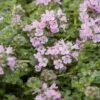 Elfin Creeping Thyme -High country gradens creeping thyme elfin 1