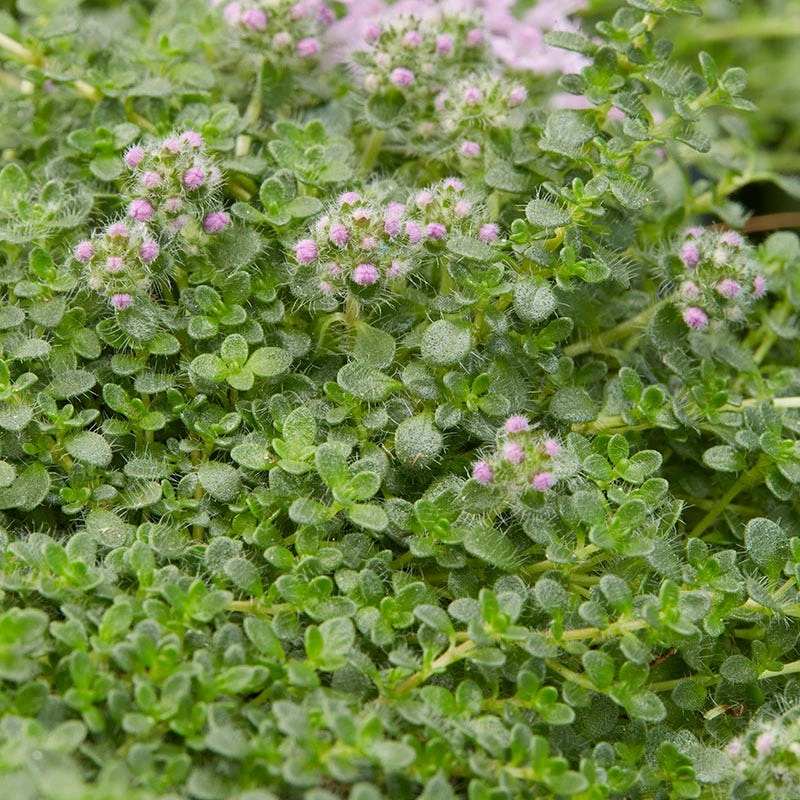 Elfin Creeping Thyme 4 Elfin Creeping Thyme - Image 2