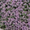 Quick Cover Collection 1 Quick Cover Collection -High country gradens creeping thyme pink chintz thymus cropped