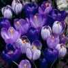 Blue Moon Dutch Crocus Mix -High country gradens crocus blue moon mix