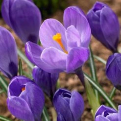 Remembrance Dutch Crocus -High country gradens crocus remembrance visi86705