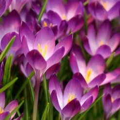 Tommasini's Ruby Giant Crocus -High country gradens crocus tommasinianus bulbs ruby giant 39150 1 web