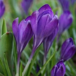 Tommasini's Ruby Giant Crocus -High country gradens crocus tommasinianus bulbs ruby giant 39150 4 web