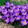 Remembrance Dutch Crocus -High country gradens crocusremembrance4 1