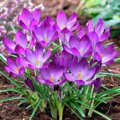 Tommasini's Ruby Giant Crocus -High country gradens crocusrubygiant1 1