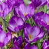 Tommasini's Ruby Giant Crocus 2 Tommasini's Ruby Giant Crocus -High country gradens crocusrubygiant 5