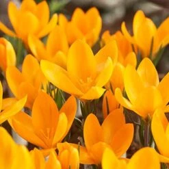 Yellow Mammoth Dutch Crocus -High country gradens crocusyellowmammouth 1