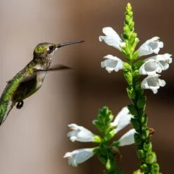 Crystal Peak White Obedient Plant -High country gradens crystal peak white obedient plan