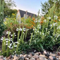 High country gradens -High country gradens crystal peak white pr