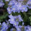 Crystal River® Veronica -High country gradens crystal river veronica