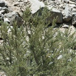 Curl Leaf Mountain Mahogany (Cercocarpus) -High country gradens curl leaf mountain mahogany 3