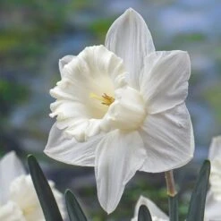 Mount Hood Trumpet Daffodil -High country gradens daffodil mount hood garden image 1