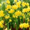 Tete-a-Tete Miniature Daffodil