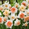 60 Days Of Daffodils Mix -High country gradens daffodil mix web