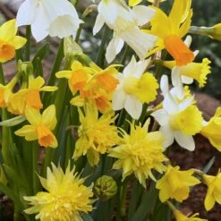 Rock Garden Daffodil Mix -High country gradens daffodil narcissus rock garden mixture 1