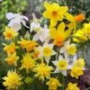Rock Garden Daffodil Mix -High country gradens daffodil narcissus rock garden mixture