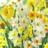 Fragrant Daffodil Mix -High country gradens daffodilfragrantmix