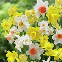 Fragrant Daffodil Mix 5 Fragrant Daffodil Mix -High country gradens daffodilfragrantmix1