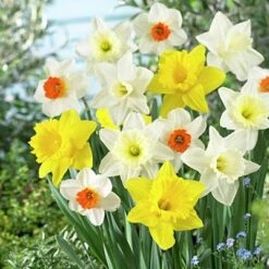 Large Cupped Daffodil Mix -High country gradens daffodillargecuppedmix5