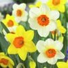 Large Cupped Daffodil Mix -High country gradens daffodillargecuppedmix6