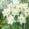 Mount Hood Trumpet Daffodil -High country gradens daffodilmounthood5