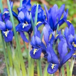 Rock Garden Bulb Collection -High country gradens dark blue specie iris mini