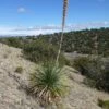 Common Sotol (Dasylirion) 2 Common Sotol (Dasylirion) -High country gradens dasylirion wheeleri near bingham 6200 elev 720x720 72 rgb