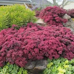 SunSparkler® Sedum Collection 9 SunSparkler® Sedum Collection -High country gradens dazzleberry sq