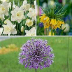 Deer & Rodent Resistant Bulb Collection -High country gradens deer and rodent resistant collection 3 3 23 10px