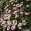 Succulent Groundcover Collection 1 Succulent Groundcover Collection -High country gradens delosperma alans apricot ice plant 3