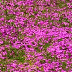 TABLE MOUNTAIN® Ice Plant -High country gradens delosperma cooperi 3