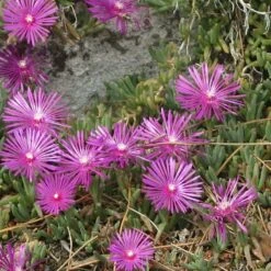 TABLE MOUNTAIN® Ice Plant -High country gradens delosperma cooperi 4
