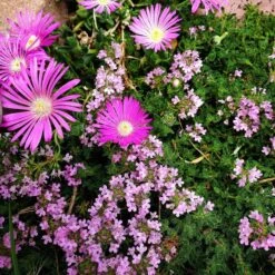 Pink Creeping Thyme -High country gradens delosperma cooperi and pink creeping thyme color corrected