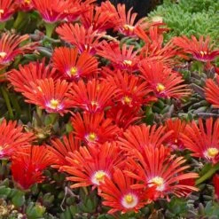 Drought Resistant Groundcover Collection -High country gradens delosperma dyeri red mountain flame rock garden