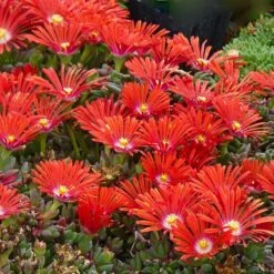 FireSmart Collection - Zone 1 -High country gradens delosperma dyeri red mountain flame 3