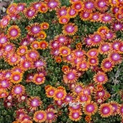 Plant Select® Waterwise Perennial Collection 13 Plant Select® Waterwise Perennial Collection -High country gradens delosperma fire spinner cropped 2