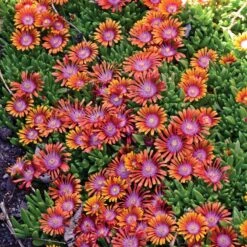Fire Spinner® Ice Plant -High country gradens delosperma firespinner groundcover