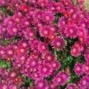 Granita® Raspberry Ice Plant -High country gradens delosperma granita raspberry