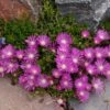 TABLE MOUNTAIN® Ice Plant -High country gradens delosperma john proffitt