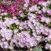 Lavender Ice Ice Plant -High country gradens delosperma lavender ice delosperma