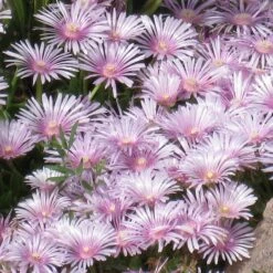 Lavender Ice Ice Plant -High country gradens delosperma lavender mist closeup cropped