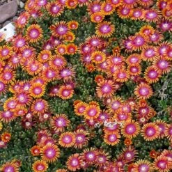 Fire Spinner® Ice Plant